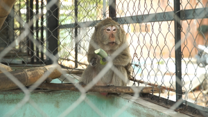 Video: Đàn khỉ quậy phá, trộm thức ăn trong khu dân cư TP.HCM giờ ra sao?
