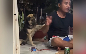 Clip: Chú chó kiên trì khều chân chủ xin ăn