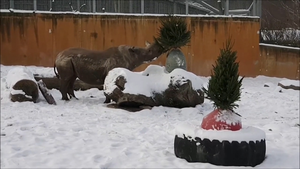 Video: Lạc đà, tê giác gốc châu Phi lần đầu chơi đùa với tuyết ở Estonia