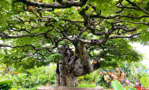 Vì sao ‘cụ me’ dáng thác đổ mây bay ở TP.HCM mãi ế dù nhiều năm không tăng giá?