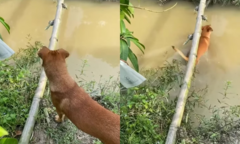 Clip: Chó đen dạy chó vàng đi cầu tre và cái kết