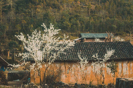 Tết Nguyên đán Tân Sửu 2021 đi đâu, chơi gì?