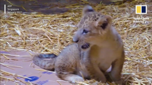 Video: Cận cảnh sư tử đầu tiên được thụ tinh nhân tạo ở Singapore