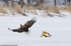 Tranh ăn với con cáo đơn độc 