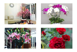 10 loại hoa đẹp trưng nhà ngày Tết