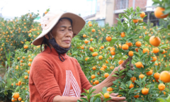 Tết cận kề, nông dân thủ phủ quất cảnh miền Trung ‘khóc ròng’ chờ thương lái