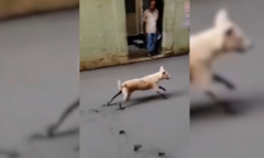 Clip: Chú chó hiếu động làm khổ thợ xây