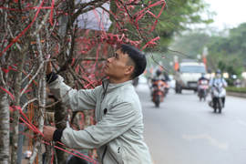 COVID-19 ập đến, tiểu thương bán đào Tết 'khóc ròng' lo mất Tết