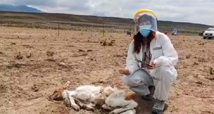 Sinh vật bí ẩn hút máu 50 con lạc đà, dân Chile sợ hãi