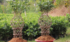 Ngắm những cặp 'lộc bình mai vàng' tiền triệu của anh nông dân miền Tây