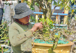 Bỏ túi tiền triệu nhờ nhặt lá mai dịp cận Tết