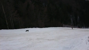 Video: Gấu đuổi vận động viên trượt tuyết tại Romania