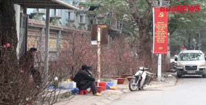 Thị trường cây cảnh Tết Nguyên đán Hà Nội: Chỗ đông đúc, chỗ vắng tanh