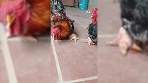 Video: Gà Đông Tảo được truyền thông thế giới chia sẻ vì có cặp chân ‘khổng lồ’
