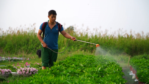 Video: Dịch COVID-19 bùng phát, nhà vườn trồng hoa Tết ở TP.HCM lao đao 