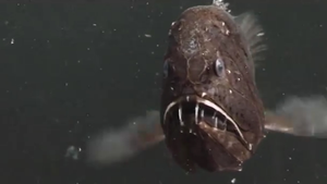 Video: Cận cảnh loài cá được mệnh danh 'yêu tinh của biển cả'