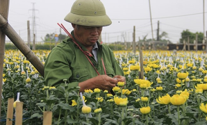 Làng hoa Tây Tựu vắng chưa từng thấy ngày giáp Tết, khách thưa thớt