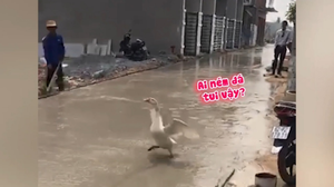 Clip: Tưởng bị đánh, ngỗng chạy loạn trên đường bê tông mới đổ