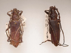 Phát hiện cặp bọ cánh cứng gần 4.000 năm tuổi trong khúc gỗ mục