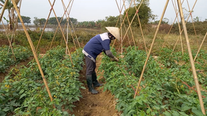 Video: Nông sản không thể vận chuyển do phong tỏa, nông dân dân Chí Linh lao đao