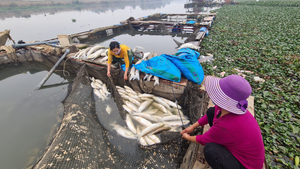 Cá lồng chết trắng trên sông Cầu, người Bắc Ninh điêu đứng lo mất Tết