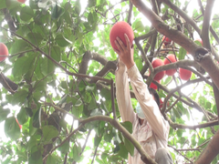 Video: Bưởi đỏ chục năm tuổi gắn mã truy xuất phục vụ Tết