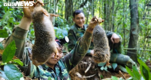 Xác minh nhóm thanh niên vào rừng quay clip săn bắt dúi tự nhiên
