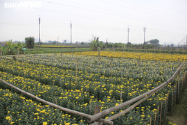 Giá hoa thấp kỷ lục, làng Tây Tựu, Hà Nội buồn thảm giữa 'bão' COVID-19