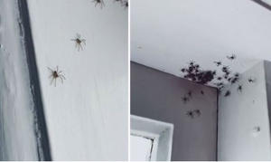 Kinh hãi cảnh đàn nhện trăm con bò lúc nhúc trên trần nhà