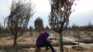 Video: Đào không đưa được ra ngoài tỉnh, nông dân Hải Dương thiệt hại tiền tỷ