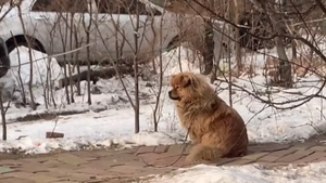 Video: Người chủ chết 5 năm, chú chó vẫn ra bãi đỗ xe đợi chủ quay về