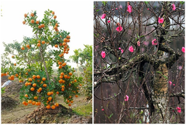 Sau Tết, trồng và chăm sóc đào, quất cảnh thế nào để tận dụng cho năm sau?