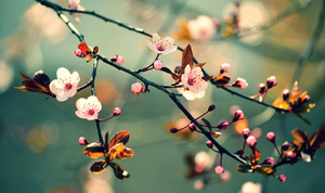 Thơ Dương Kỳ Anh: Đôi khi mùa xuân