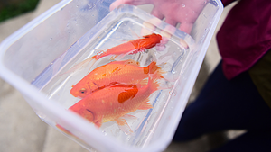 Video: Người dân TP.HCM thả cá tiễn ông Táo, cầu mong dịch bệnh qua nhanh