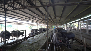 Video: Nông dân nuôi trâu chọi thu tiền tỷ mỗi năm ở Hải Dương