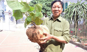 Độc đáo củ đậu 'siêu to khổng lồ' 15kg của lão nông Hải Dương