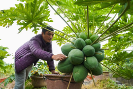 Video: Cận cảnh đu đủ bonsai giá chục triệu đồng ở Hưng Yên