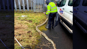 Trăn khổng lồ chết cóng giữa đường