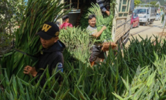 Hoa Tết ế ẩm, chính quyền địa phương kêu gọi ‘giải cứu’ cho nông dân