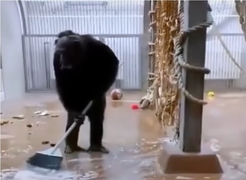 Clip: Tinh tinh tự dọn chuồng thay nhân viên sở thú