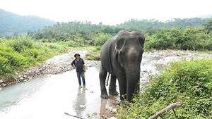 Con voi cuối cùng bên bờ suối Ia Tul