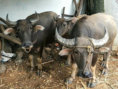 Khởi tố 3 kẻ trộm trâu mổ lấy thịt