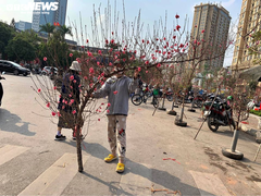 Người Hà Nội chuộng mua đào dáng huyền chơi Tết 