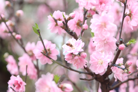 Thời tiết cả nước từ nay đến mùng 5 Tết Nguyên đán thế nào?