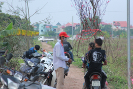 Người dân đổ xô tới 'giải cứu' vườn đào 20.000 cây ở Hà Nội