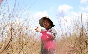 Chủ vựa hoa Tết ở Đắk Lắk 'méo mặt' vì COVID-19