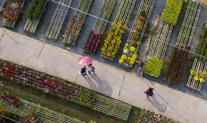 Làng hoa lớn nhất miền Tây lưa thưa vài người ngày giáp Tết