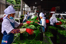 Xuất khẩu nông sản hướng đến 62 tỷ USD