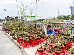 Quặn lòng thương đào, mai, quất Tết này
