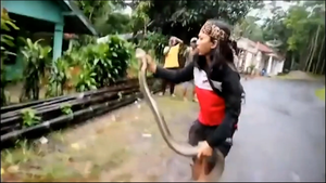 Video: Tròn mắt xem cô gái tay không tóm gọn rắn hổ mang chúa 